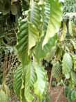 A picture of 3acres on sale at 37 5m 9km from kikyusa trading
