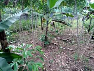 A picture of Plot 25 120ft for sale in Nakaseke Kapeeka Kuffu village