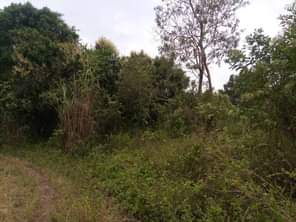 A picture of  URGENTLY MONEY NEEDED TODAY Location Mityana Land size 100