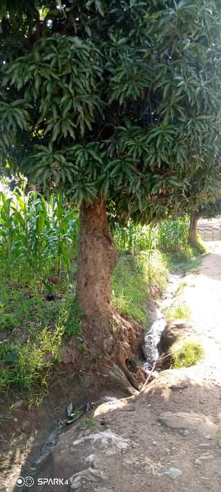 kagugu accommodation