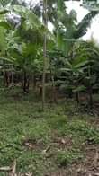 A picture of Kiwanja kinauzwa