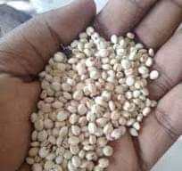 A picture of Mtama Mweupe