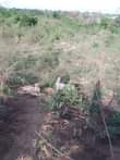 A picture of An acre of land at bisodu in ofada area of