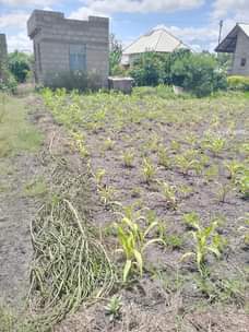 A picture of Kiwanja kinauzwa ipo Arusha mkonoo bondeni kati