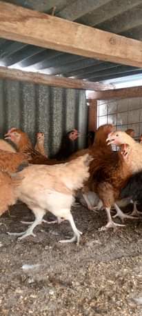 A picture of Kuku wazuri bei nzuri chanjo zote tiari