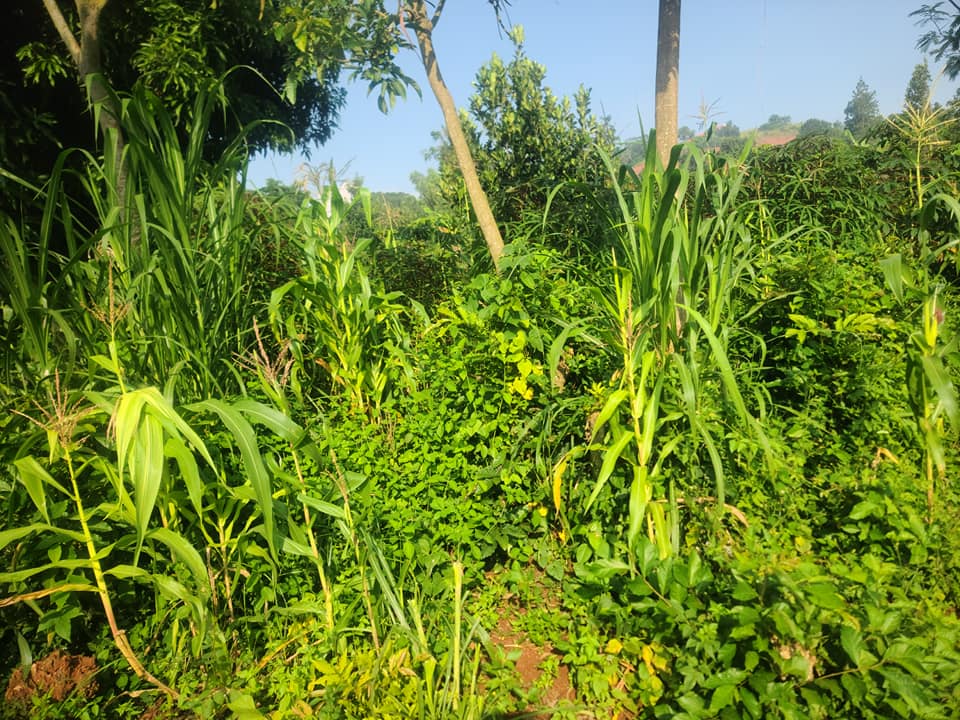 A picture of 100by100ft on quick sale by owner in Kisoga town along