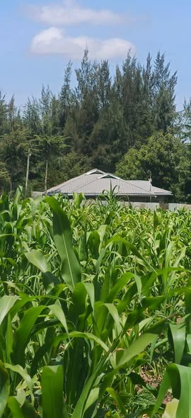 residential plots