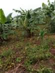 A picture of LAND FOR SALE IN GOMBA 5Acres available for sale in