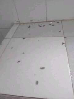 pest control