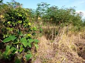 A picture of 2 PLOTS FOR SALE IN NAKASEKE KAPEEKA 50 100FT 2