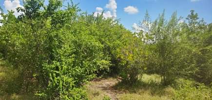 A picture of Shamba linauzwa Heka 80 kijiji cha Bago