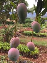 A picture of Miche ya matunda ya mda mfupi miaka miwili hadi mitatu