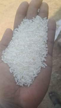 A picture of Rice