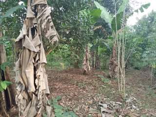 A picture of FOR SALE IN NAKASEKE KAPEEKA KADUNDA VILLAGE