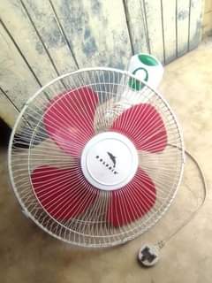 fans