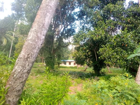 A picture of Shamba