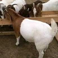 A picture of FEW GOATS REMAINING FOR GRAB WITH FREE DELIVERIES DONE MAY