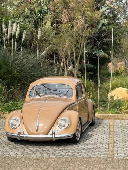 vw beetle