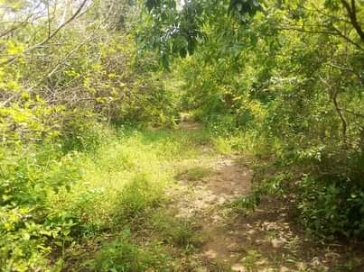 A picture of Shamba la eka 100 linauzwa shamba hili lipo hapa mbwewe