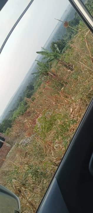 A picture of  Land for sale on Quick sale Location Kapeeka bombo