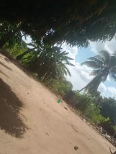 A picture of Shamba kimbiji
