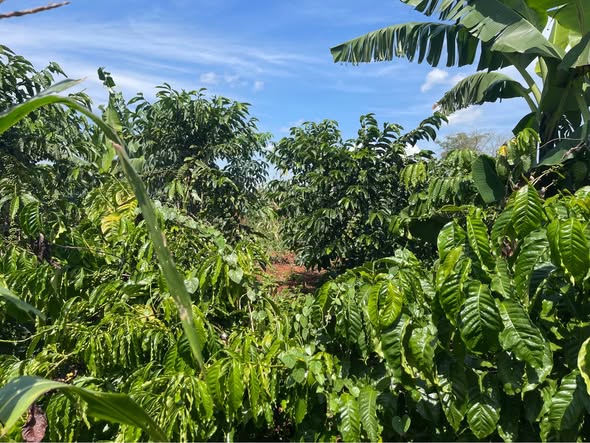 A picture of 3 FERTILE ACRES FOR SALE IN KYANYA NAKASEKE