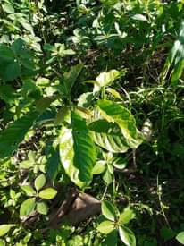 A picture of 2 FERTILE ACRES FOR SALE IN NAKASEKE KAPEEKA