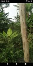 A picture of Plot Farm Fir Sale
