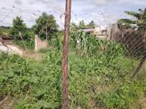 A picture of SHAMBA HEKA 15 LINAUZWA LIMELIMWA NA MAZAO YA KUDUMU LIPO