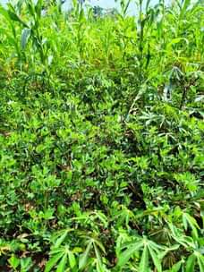 A picture of 20arces for sell 4m per arce luwero