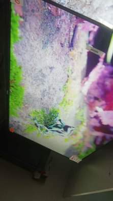 classifieds/tvs