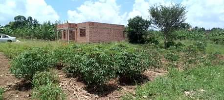 A picture of 50 100 plots at 13m Matugga Kiwebwa 1.5km off Tarmac