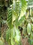 A picture of 3 fertile acres on sale at 37 5m with banana