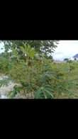 A picture of Kiwanja kinauzwa