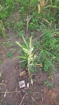 A picture of Land for sale
