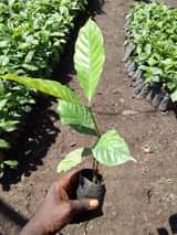 A picture of Ladies and gentlemen we are DK nursery seedlings Uganda We