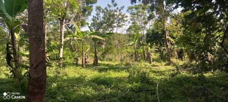 A picture of 4arces for sell with a land tittle Semuto kapeka town