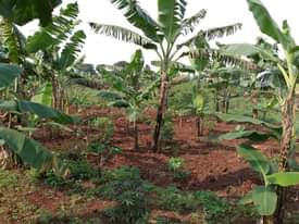 A picture of PLOT 100 100FT FOR SALE IN NAKASEKE KAPEEKA