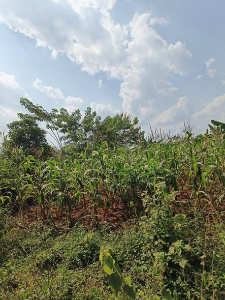 A picture of Land for sale
