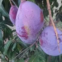 A picture of Miche ya matunda ya mda mfupi miaka Miwili hadi mitatu