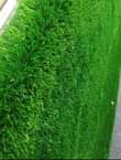 A picture of Artificial grass Carpet 0757408702 0771452433