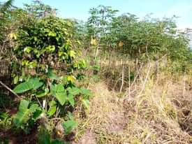 A picture of 2 PLOTS FOR SALE IN NAKASEKE KAPEEKA 50 100FT 2