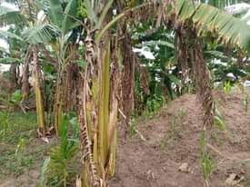 A picture of 4arces for sale its kabaka s land 36m