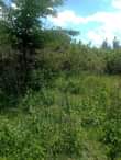 A picture of 2 arces on quick sale at luwero kakooge all at