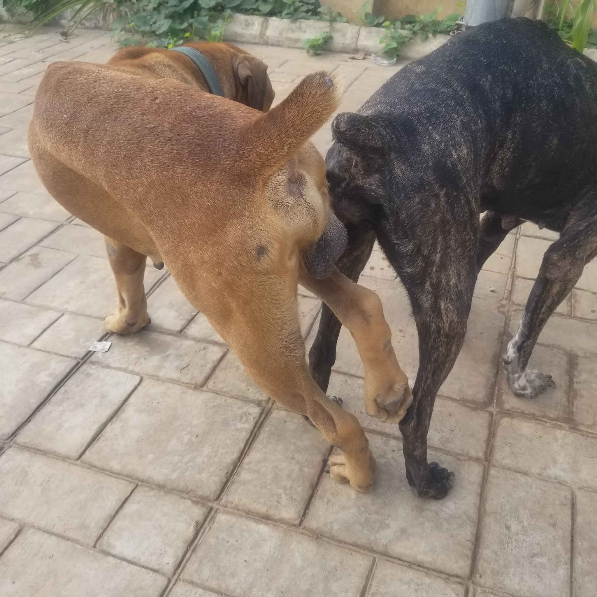 A picture of PEDIGREE BOERBOEL AVAILABLE FOR MATING