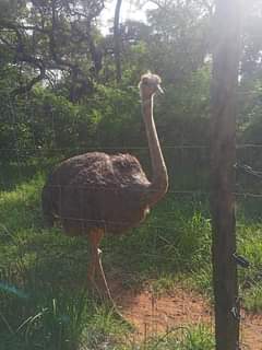 chisamba