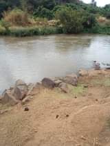 Mwangi W.