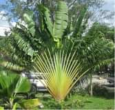 plants