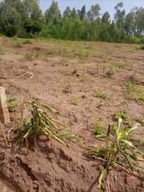 A picture of PLOTS AT 3M UGX ..30X50FT THOUGH we accept installment ..free