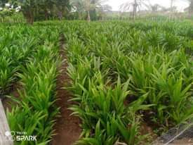 A picture of Tenera Sprouted Seeds Matured Oil Palm and Coconut Palms Dwarf